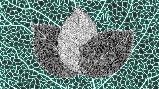 What Is Artificial Leaf