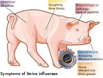 H1N1 Swine Flu image