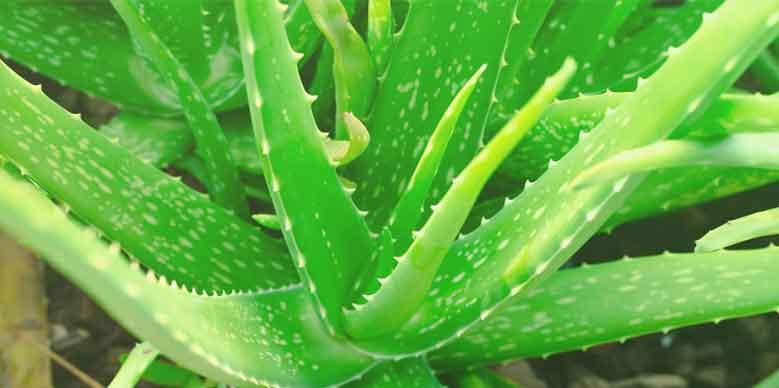 Greening office : Indoor plant