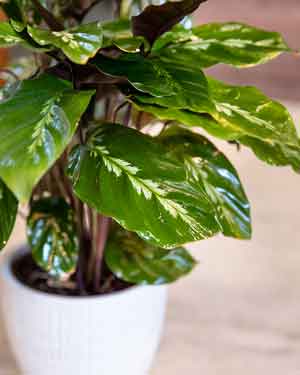 greening-office-indoor-plant-chinese-evergreen