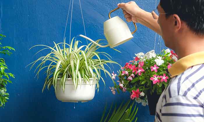 greening-office-indoor-spider-plant