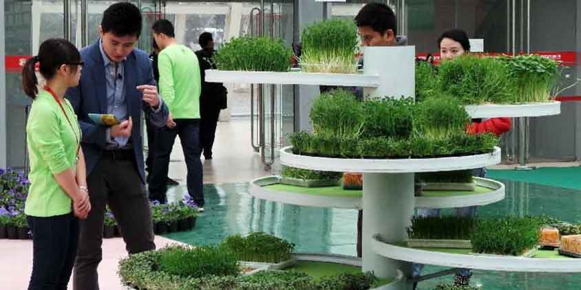 indoor plant-for-greening-office