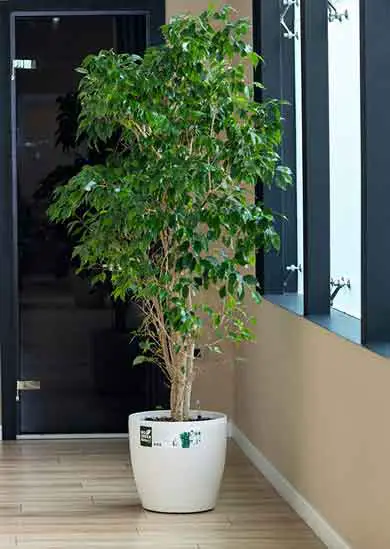 weeping-fig-indoor-plant-greening-office