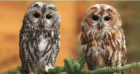 Evolutionary species adaptation Tawny owls