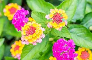 Lantana: invading species another reason to causes of Loss of Biodiversity