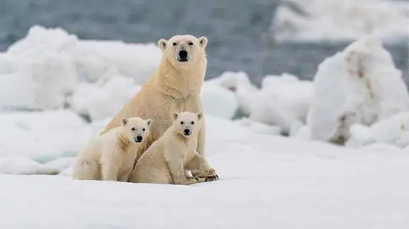 Loss-Of-Biodiversity-Solutions-Population-of-Polar-Bear-Is-Decreasing-Drastically