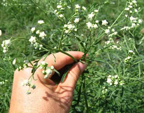 Parthenium: invading species another reason to causes of Loss of Biodiversity