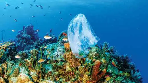 Biodiversity lossPlastic-also-harms-coral-reefs