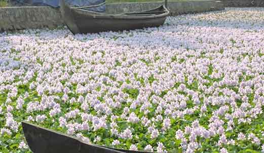 Water-hyacinth-invading-species-another-reason-to-causes-of-Loss-of-Biodiversity