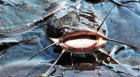 African catfish