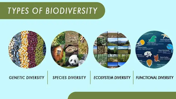 Types of biodiversity
