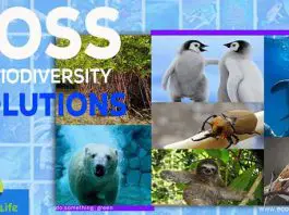 Loss Of Biodiversity Solutions