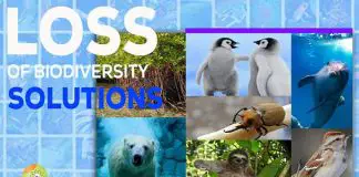 Loss Of Biodiversity Solutions