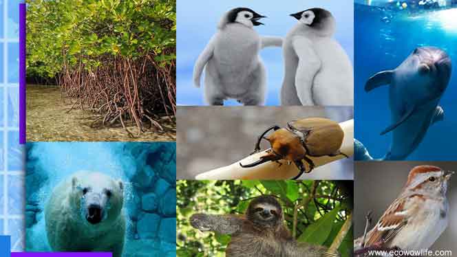 what is biodiversity-loss of biodiversity solutions