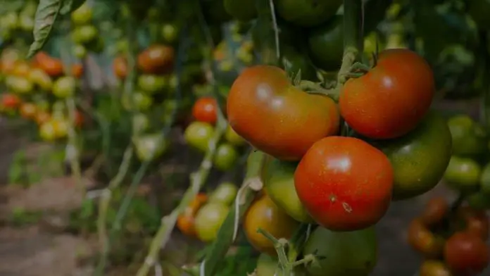 hydroponic tomatoes