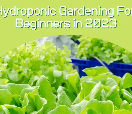 Hydroponic Gardening For Beginners in 2023