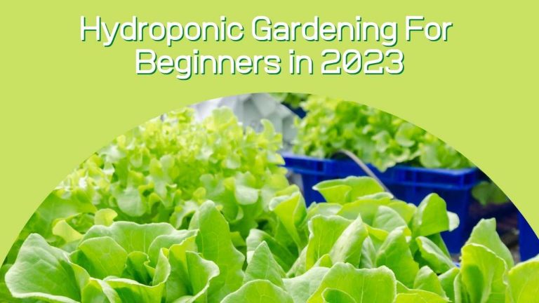 Hydroponic Gardening For Beginners in 2023