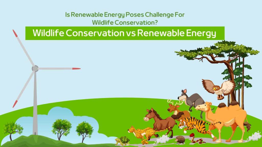 Is Renewable Energy Poses Challenge For Wildlife Conservation?