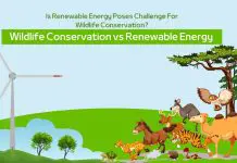 Is Renewable Energy Poses Challenge For Wildlife Conservation?