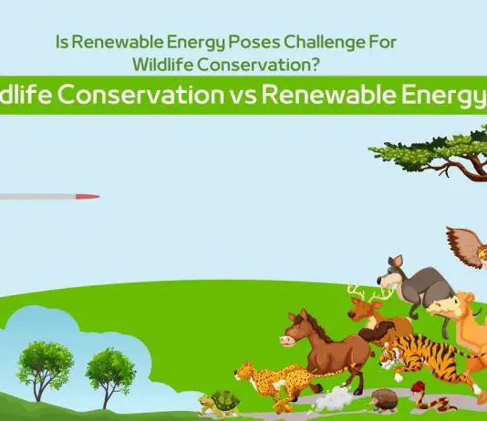 Is Renewable Energy Poses Challenge For Wildlife Conservation?